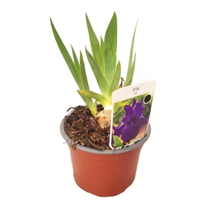 Iris 'Night Owl' / Szakállas nőszirom