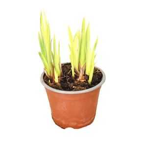Iris pseudacorus 'Variegata' / Mocsári nőszirom