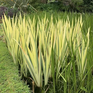 Iris pseudacorus 'Variegata' / Mocsári nőszirom
