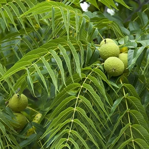 Juglans nigra / Fekete diófa