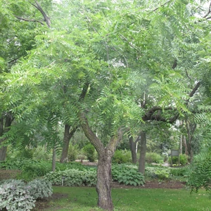 Juglans nigra / Fekete diófa