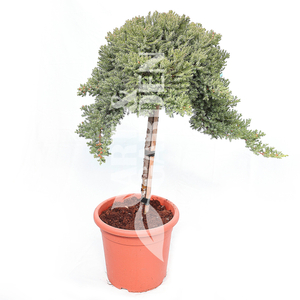 Juniperus procumbens 'Nana' / Japán törpeboróka (1/4 törzses)