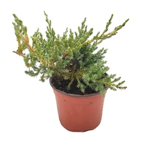 Juniperus squamata 'Blue carpet' / Kék kúszó boróka