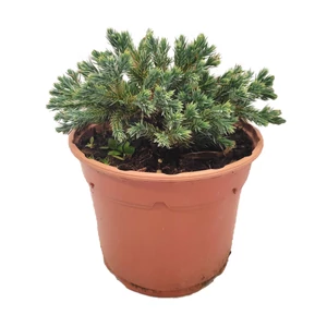 Juniperus squamata 'Blue Star' / Kék terülő himalájai boróka