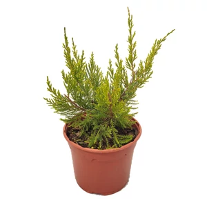 Juniperus x pfitzeriana 'Mint Julep' / Terülő boróka