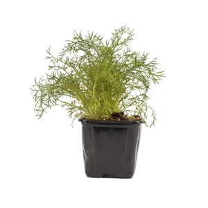 Anethum graveolens / Kapor