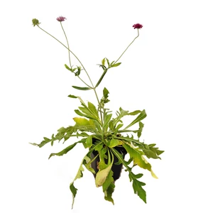 Knautia macedonica / Macedón varfű