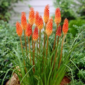 Kniphofia 'Alcazar' / Fáklyaliliom