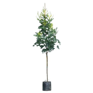 Koelreuteria paniculata 'Fastigiata' / Oszlopos bugás csörgőfa