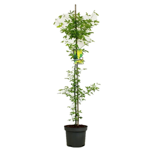 Laburnum anagyroides / Közönséges aranyeső fa