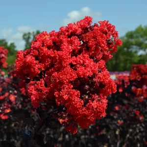 Lagerstroemia 'Best Red' / Piros virágú bordó levelű kínai selyemmirtusz (1/2 törzses)