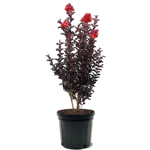 Lagerstroemia 'Black Diamond Best Red' / Piros virágszínű bordó levelű kínai selyemmirtusz