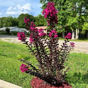 Lagerstroemia 'Black Diamond Mystic Magenta' / Rózsaszín virágszínű bordó levelű kínai selyemmirtusz