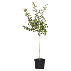 Lagerstroemia indica 'Comanche' / Lazac virágszínű kínai selyemmirtusz fa
