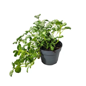 Lamium maculatum 'Beacon silver' / Árvacsalán