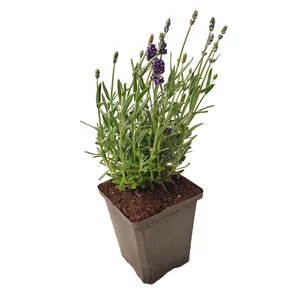 Lavandula angustifolia 'Cleo-Patio' / Közönséges levendula