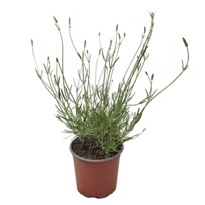 Lavandula angustifolia 'Edelweiss' / Fehér virágú levendula