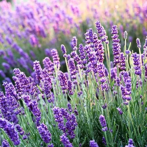 Lavandula angustifolia 'Hidcote Blue' / Sötétkék virágú levendula