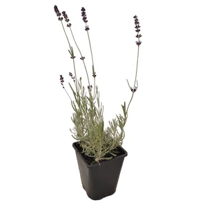 Lavandula angustifolia 'Hidcote Blue' / Sötétkék virágú levendula