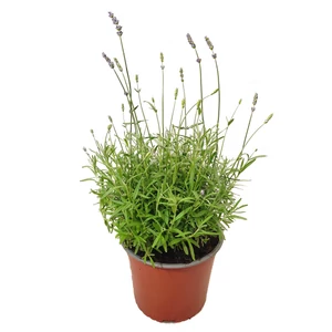 Lavandula angustifolia 'Hidcote Blue' / Sötétkék virágú levendula