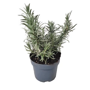 Lavandula angustifolia 'Munstead' / Közönséges levendula