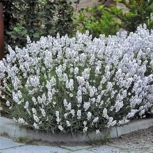Lavandula angustifolia 'Arctic Snow' / Fehér virágú közönséges levendula
