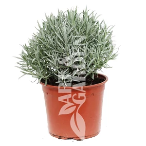 Lavandula angustifolia 'Robusta' / Angol levendula