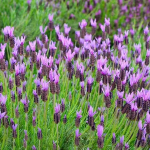 Lavandula stoechas / Tollas levendula
