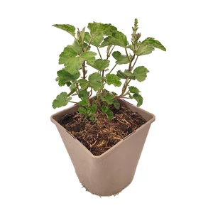 Lavatera ' Burgundy Wine' / Kerti madármályva