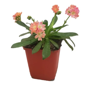 Lewisia cotyledon 'Elise mix' / Dohánygyökér
