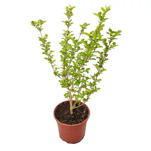 Ligustrum ovalifolium 'Nünü' / Törpe fagyal