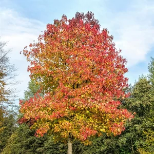 Liquidambar styraciflua 'Worplesdon' / Amerikai ámbrafa