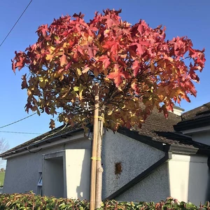 Liquidambar styraciflua 'Gumball' / Gömb amerikai ámbrafa (3/4 törzses)