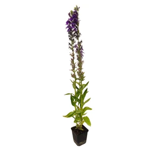 Lobelia speciosa 'Starship Blue' / Kék virágszínű pompás lobélia