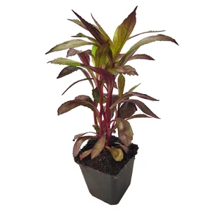Lobelia speciosa 'Starship Scarlet Bronze Leaf' / Piros virágszínű pompás lobélia