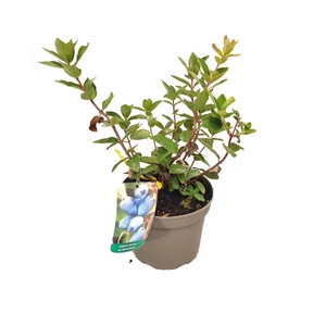 Lonicera caerulea var. kamtschatica 'Fialka' / Kamcsatkai mézbogyó