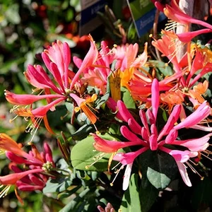 Lonicera x heckrottii 'Goldflame' / Kúszólonc