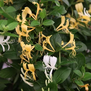 Lonicera japonica 'Halliana' / Örökzöld Japán Lonc