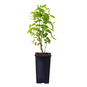 Lonicera caerulea var. kamtschatica 'Atut' / Kamcsatkai mézbogyó