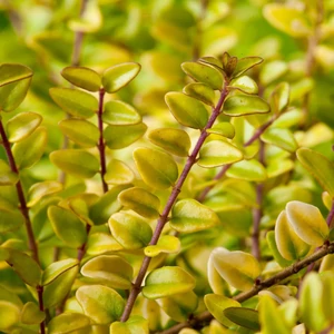 Lonicera nitida 'Baggesen's Gold' / Arany mirtuszlonc