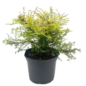 Lonicera nitida 'Baggesen's Gold' / Arany mirtuszlonc