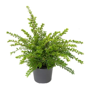 Lonicera nitida 'Maigrün' / Terülő mirtuszlonc