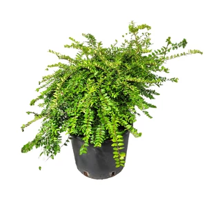 Lonicera nitida 'Maigrün' / Terülő mirtuszlonc