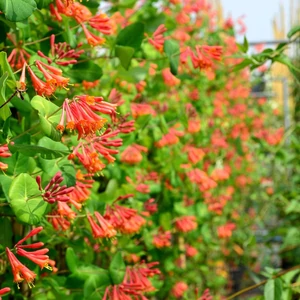 Lonicera x brownii 'Dropmore Scarlet' / Kúszólonc