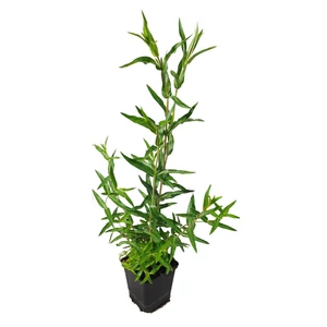 Lythrum virgatum 'Dropmore Purple' / Vesszős füzény