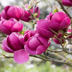 Magnolia 'Black Tulip' / Sötétbordó virágú liliomfa