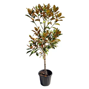Magnolia grandiflora 'Gallisoniensis' (törzses) / Fehér virágú örökzöld liliomfa