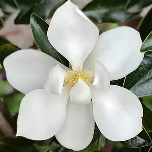 Magnolia grandiflora 'Little Gem' (féltörzses) / Fehér virágú örökzöld liliomfa