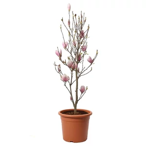 Magnolia x soulangeana / Nagyvirágú liliomfa