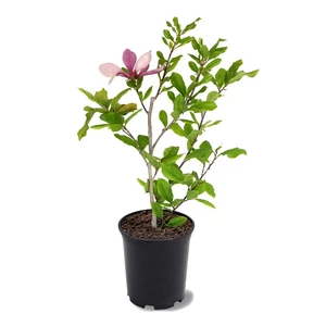 Magnolia x soulangeana / Nagyvirágú liliomfa